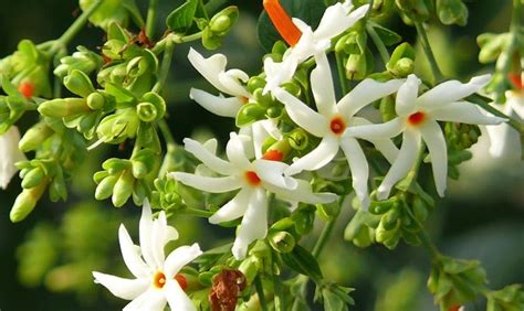 සේපාලිකා .